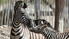 V jihlavské zoologické zahradě mají nové mládě zebry Burchellovy. Narodilo se... V jihlavské zoologické zahradě mají nové mládě zebry Burchellovy. Narodilo se...