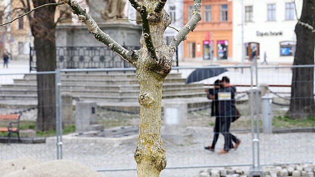 Před radnicí na hlavním jihlavském náměstí už stojí vzrostlé jerlíny. Prozatím jsou holé. Až se zazelenají, vytvoří spolu s lavičkami a mobiliářem odpočinkový kout, vedení města ho nazývá „zeleným pokojíčkem“.