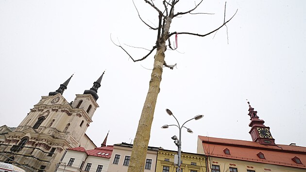 Před radnicí na hlavním jihlavském náměstí už stojí vzrostlé jerlíny. Prozatím jsou holé. Až se zazelenají, vytvoří spolu s lavičkami a mobiliářem odpočinkový kout, vedení města ho nazývá „zeleným pokojíčkem“.
