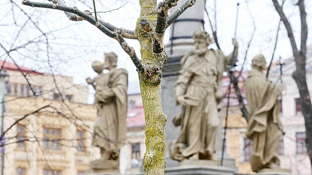 Před radnicí na hlavním jihlavském náměstí už stojí vzrostlé jerlíny. Prozatím jsou holé. Až se zazelenají, vytvoří spolu s lavičkami a mobiliářem odpočinkový kout, vedení města ho nazývá „zeleným pokojíčkem“.