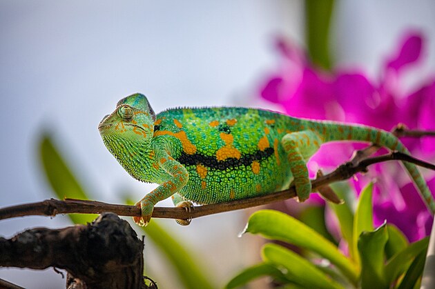 Chameleon jemensk