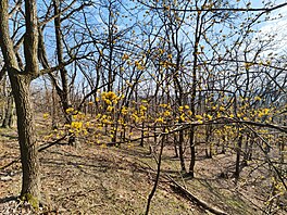 Fotografie pořízená smartphonem Xiaomi 12 Pro