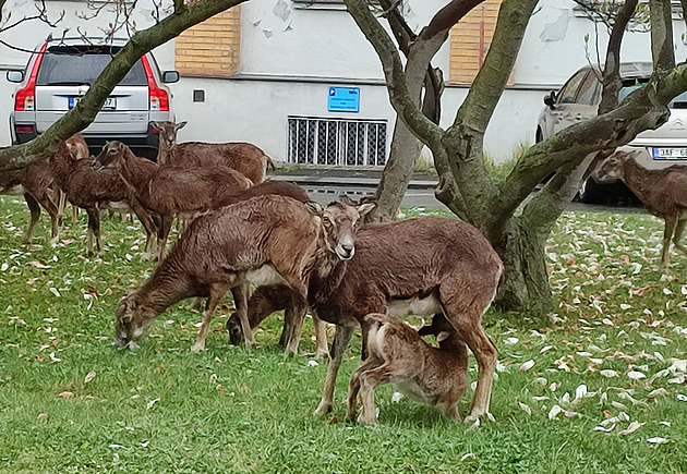 <p>V areálu Thomayerovy nemocnice se potkáte se stádem muflonů.
Momentálně mají mladé, takže nekrmit, mléko mají vlastní.</p>