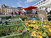 Prodej sazenic na Mírovém náměstí v Ústí nad Labem. Prodej sazenic na Mírovém náměstí v Ústí nad Labem.