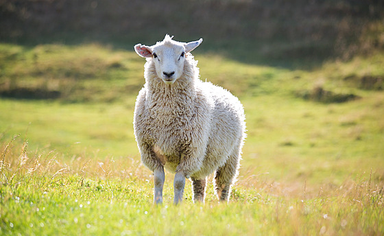 Na Novém Zélandu ije asi 10 milion kus hovzího dobytka a 26 milion ovcí.