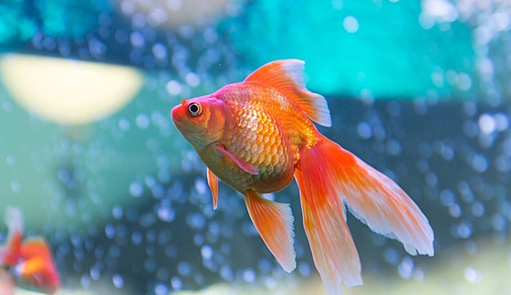 Zlatá rybka patí k nejoblíbenjím akvarijním rybám.