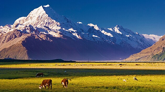 Nov Zland. Stdo krav na pozad Mount Cook.