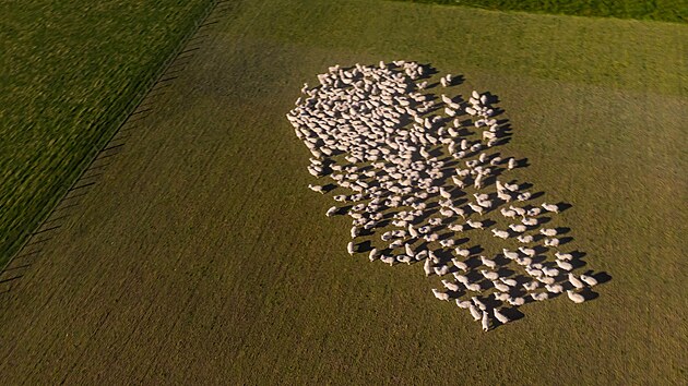 Na Novm Zlandu ije asi 10 milion kus hovzho dobytka a 26 milion ovc.