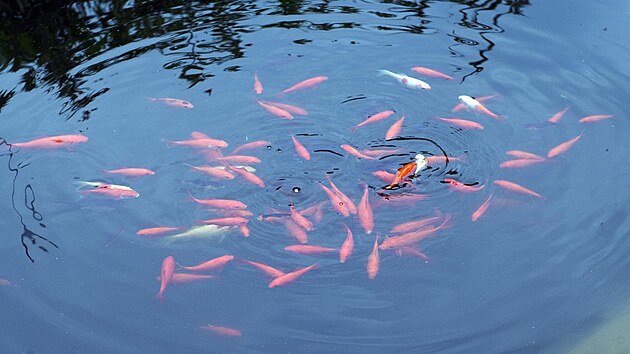Pokud se zlat rybka dostane do voln prody, je hrozbu pro pvodn biodiverzitu v ekch a jezerech.