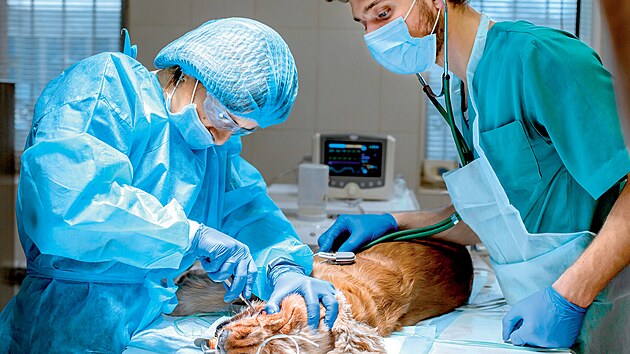 U zubaře. Veterina už
je dnes tak rozvinutý
obor, že potřebuje
specialisty, podobně
jako humánní medicína.
Zvířátkům se už celkem
běžně dělá magnetická
rezonance, složité
chirurgické zákroky,
existují specialisté na
zvířecí stomatologii,
kardiologii, ordinují už
i zvířecí psychologové.
„Nemůžeme už všichni
dělat všechno,“ říká
veterinářka Martina
Frühauf Kolářová.