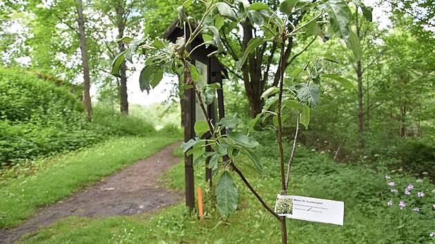Vintířovu stezku zčásti lemují nově vysazené speciálně vyšlechtěné historické odrůdy jabloní. Několik stromů je u kostela sv. Mořice u Annína. (8. 6. 2022)