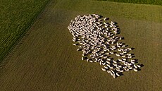 Na Novém Zélandu ije asi 10 milion kus hovzího dobytka a 26 milion ovcí.