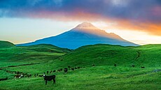 Nový Zéland. Stádo krav na pozadí vulkán Taranaki.