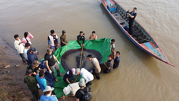 Kambodskmu rybi se podailo ulovit v ece Mekong nejvt dosud znmou sladkovodn rybu  trnuchu n o vze 300 kilogram. (14. ervna 2022)
