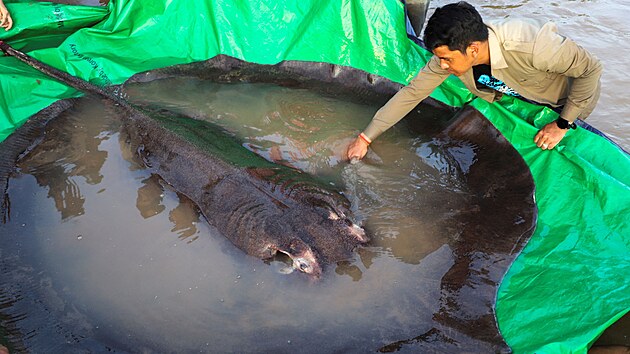 Kambodskmu rybi se podailo ulovit v ece Mekong nejvt dosud znmou sladkovodn rybu  trnuchu n o vze 300 kilogram. (14. ervna 2022)