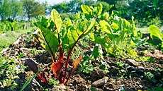 Mangold je skvělým zdrojem vitaminu K. Mangold je skvělým zdrojem vitaminu K.