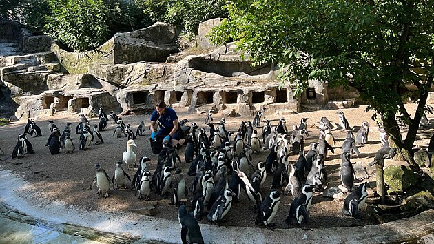 Hejno tučňáků brýlových dorazilo do safari parku ve Dvoře Králové nad Labem. (30. června 2022)
