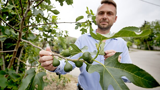 Klima na jižn&iacute; Moravě se st&aacute;le posouv&aacute; k subtropům. V Přibic&iacute;ch proto s&aacute;zej&iacute; exotick&eacute; dřeviny, kter&eacute; zvl&aacute;dnou sucho, horko i mrazy. Starosta Miroslav Effenberger může uk&aacute;zat i f&iacute;ky.
