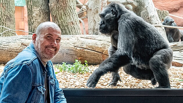 editel Zoo Praha Miroslav Bobek ve vnitn expozici novho pavilonu goril v severn sti zoo. U skla expozice Kamba, nejstar z gorilch samic, kter pochz z voln prody.