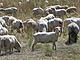 Stda ovc na Jablunkovsku u adu tdn decimuj vlci.