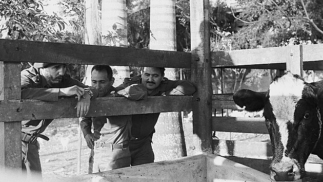 Rufina nebyla jedinou krvou, kter provzela politiku Fidela Castra. Jeho hvzdou byla Ubre Blanca, kter se pynila nadprmrnou produkc mlka a stala se symbolem Castrova sil o modernizaci zemdlstv. Krvy choval i Castro sm, v roce 1963 se jimi pochlubil svm dstojnkm.