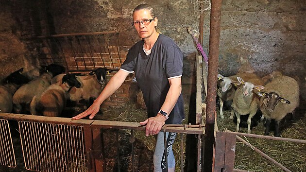 Marcela Bojkov z Psku na Jablunkovsku u svch napadench ovc, kter musela pesunout z pastvin pod stechu.