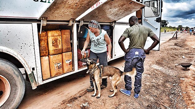 Zakladatelka projektu Malina pro Slona Hana Bhme kontroluje se svm psem autobus v Kongu.