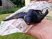 Tuhle vlaštovku se podařilo zachránit. Jiní opeřenci ale takové štěstí vždy...