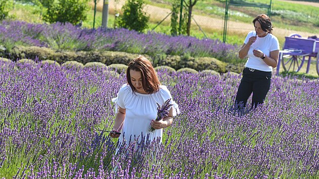 Levandulová farma ve Strání. Na snímku jsou Ivana (vpravo) a Radka Přikrylovy (červenec 2022)