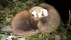 Dvojčata pandy červené v liberecké zoo. Dvojčata pandy červené v liberecké zoo.