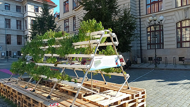 <p>Pěstování rostlin na Mariánském náměstí.</p>
