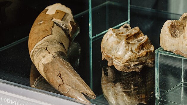 Na letn vstav veskotebovskm muzeu jsou kvidn pozstatky vyhynulho chobotnatce z pravku, konkrtn st klu a stoliky.