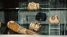 Na letní výstav v eskotebovském muzeu jsou k vidní pozstatky vyhynulého...