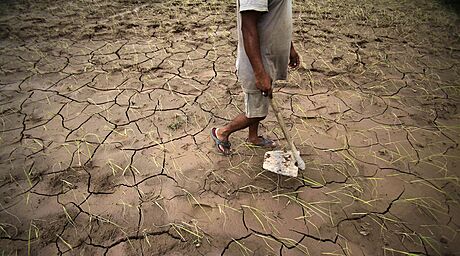 Nkdy se proti indickým farmám obrátí i poasí, monzunové det se pozdrí a úrodu znií dlouhé sucho.