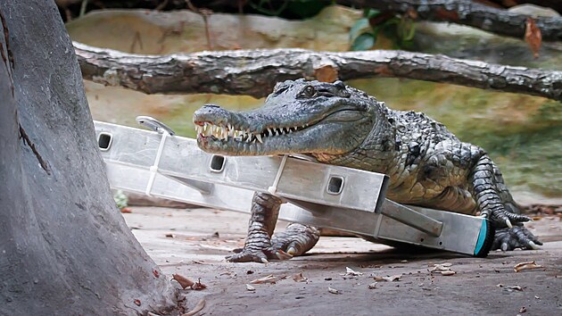 Sthovn krokodla ttnatho ve dvorskm Safariparku do pavilonu Vodnch svt.