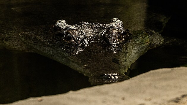 Dvoumetrov samice krokodla ttnatho v nov expozici pavilonu Vodnch svt v Safari Parku Dvr Krlov nad Labem (17.8.2022).