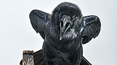 O prezidentský úřad se uchází i recesistický kandidát v podobě pětiletého... O prezidentský úřad se uchází i recesistický kandidát v podobě pětiletého...