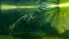 Dvoumetrová samice krokodýla títnatého v nové expozici pavilonu Vodních svt...
