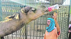 Velbloud v Zoo El Tijani umí pít s lahve.