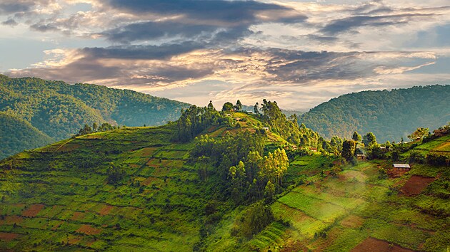 Rwandsk vlda investuje od roku 2005 deset procent zisku z pozorovn goril do mstn komunity, kde dky tomu vzniklo 700 projekt promtnutch do novch silnic, kol nebo klinik.