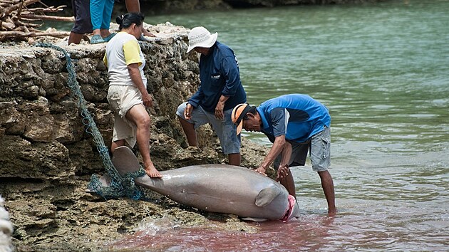 Pm ohroen lovem pro maso nejsp nebylo pinou vyhynut dugong v n. Jinde v Asii je ale lov ohrouje. 