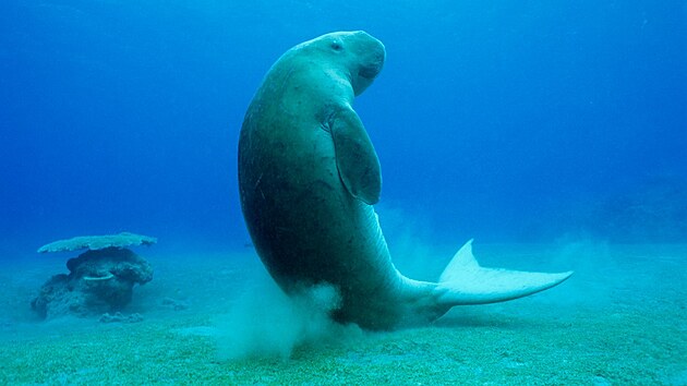 Dospl dugong m na dlku okolo t metr a v pes ti sta kilogram. Bn se dov a sedmdesti let.