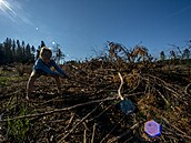 Mohu si z procházky v lese odnést devo?