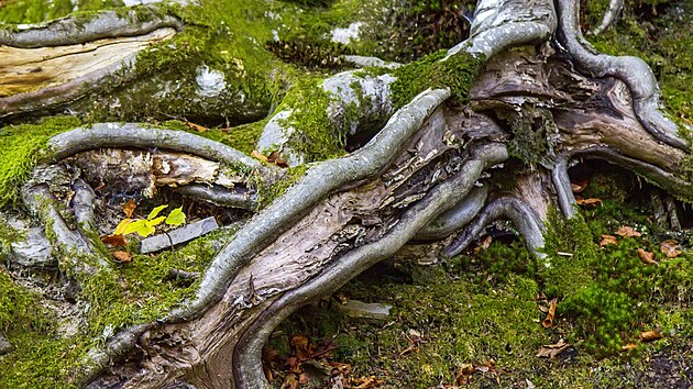 Paní Zdena byla jedenáct hodin kořenovým vězněm. (20. října 2022)