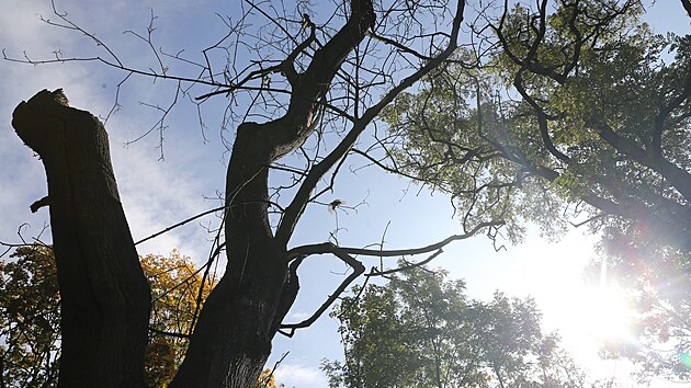 Litoměřická Mostná hora