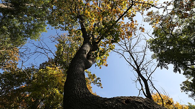 Litoměřická Mostná hora