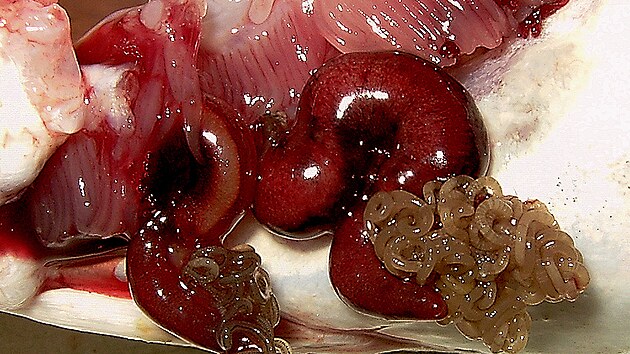 Buchanky (Lernaeocera branchialis) nacucan krv. Inuit je jed za syrova jako laskominu.