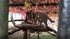 Hodoníntí jaguái jsou ve starém výbhu schovaní za hustými míemi.