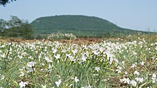 Hvozdík písený eský roste pirozen pouze v národní pírodní památce Klene u...