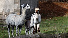 Návtvníci jihlavské zoologické zahrady u mohou celou rodinu alpak vidt ve...